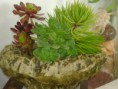 /album/galeria-de-fotos-mini-jardins-de-catos/imagem-de-as-minhas-coisas-2013-2-004-jpg/